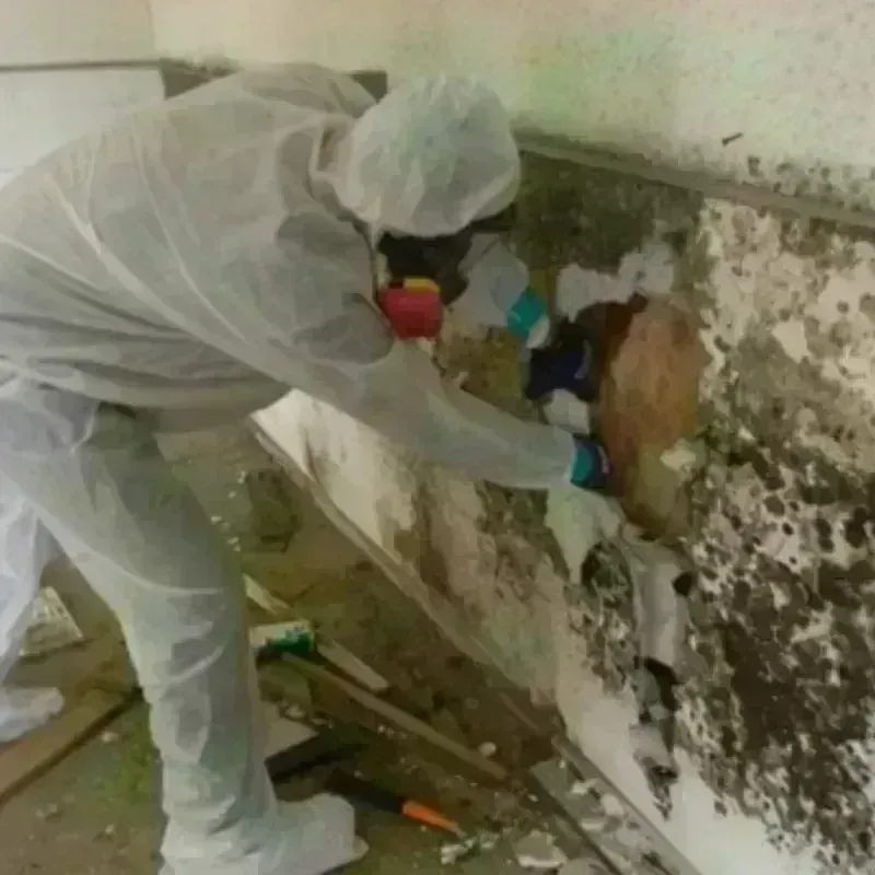 Mold Remediation and Removal in Cedar Hill, MO